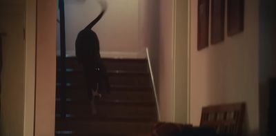 a cat walking up a flight of stairs