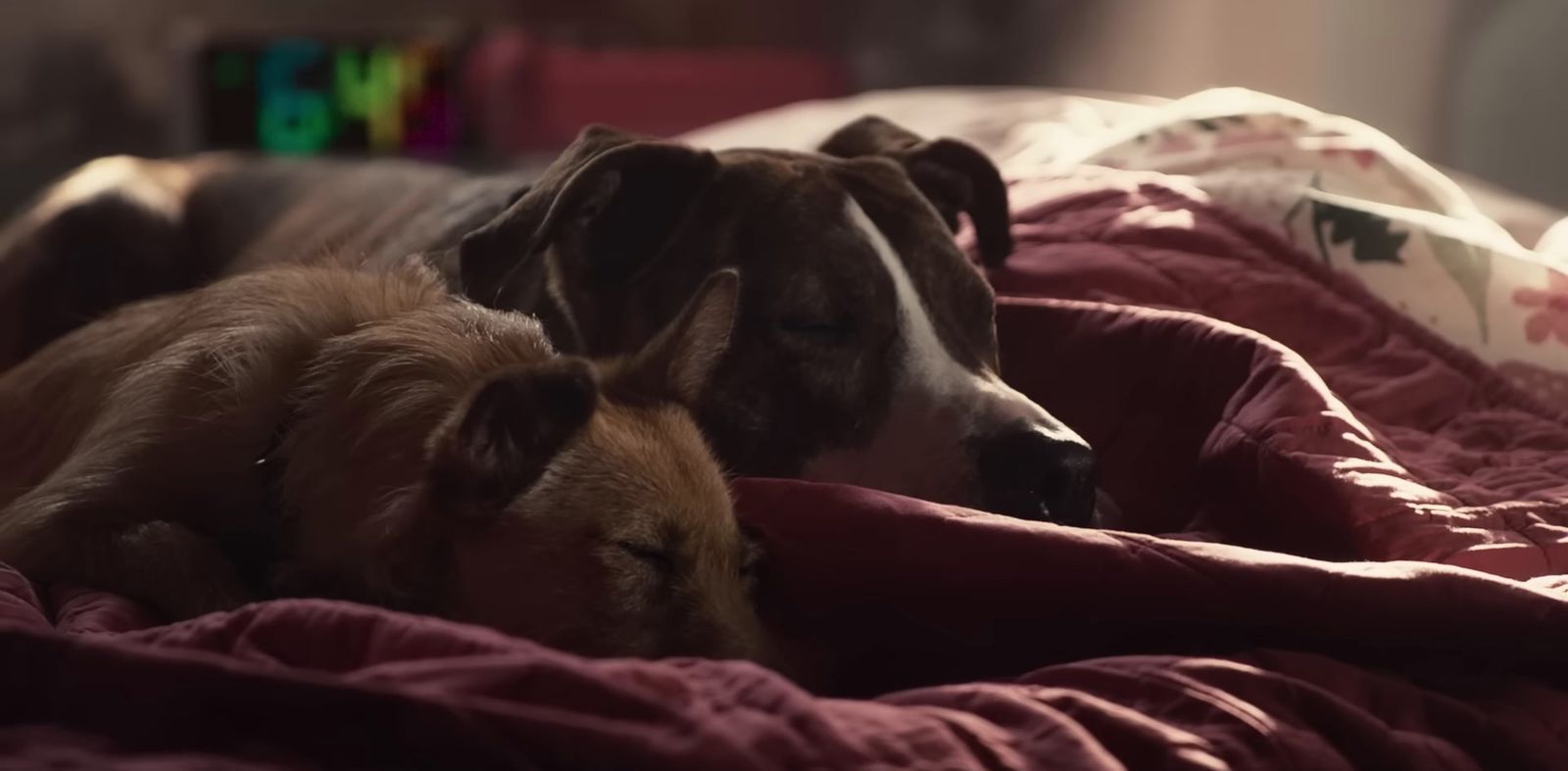 a couple of dogs laying on top of a bed