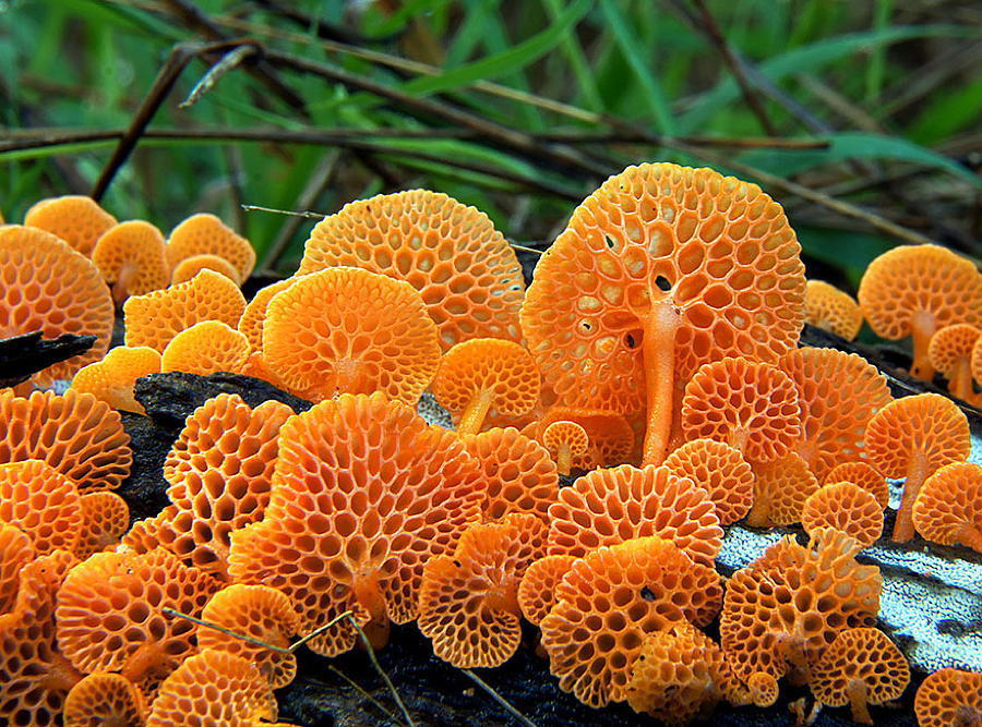 a group of orange mushrooms growing on a log