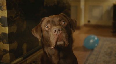 a brown dog looking up at the camera