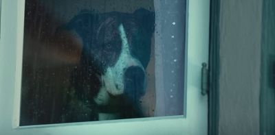 a black and white dog looking out a window