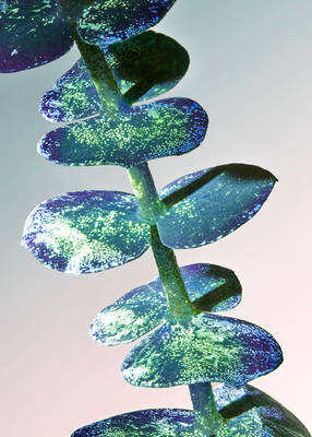 a close up of a plant with a sky background