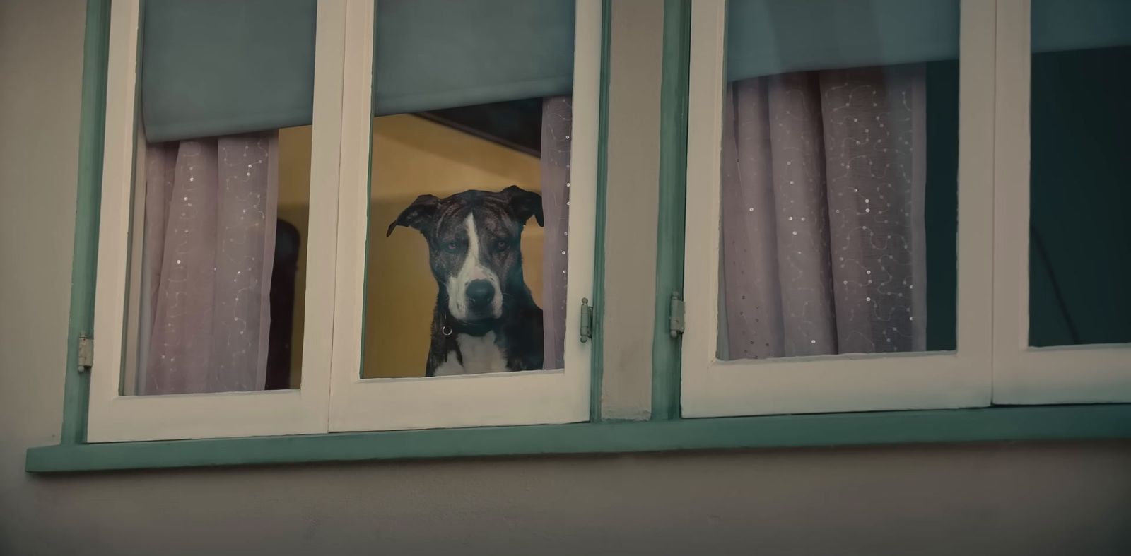 a dog looking out of a window with curtains