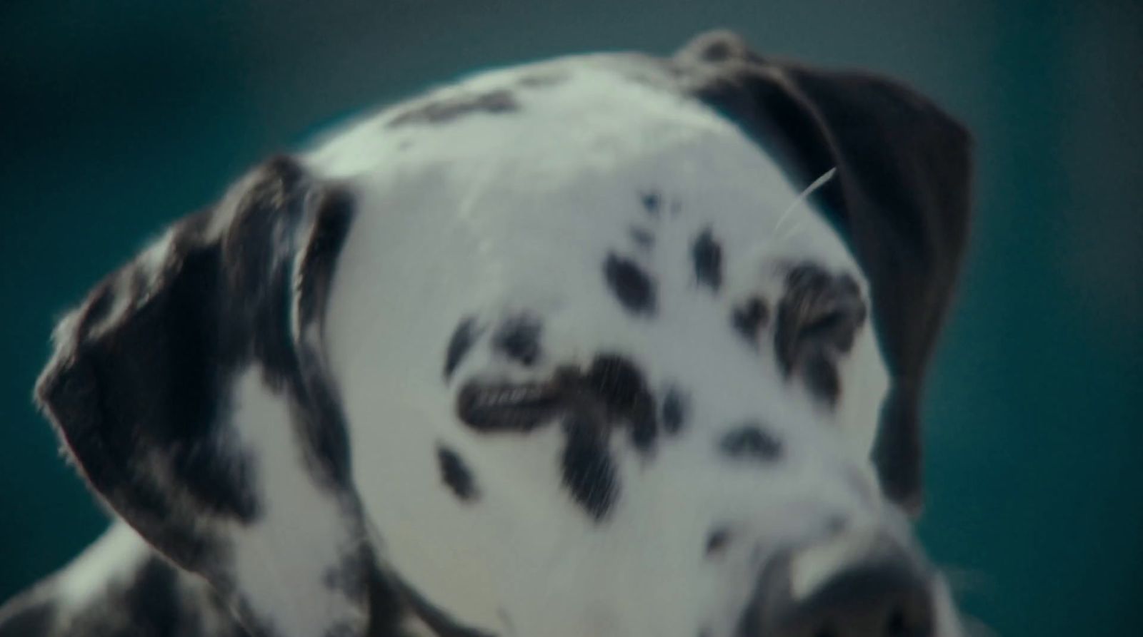 a dalmatian dog with black spots on it's face