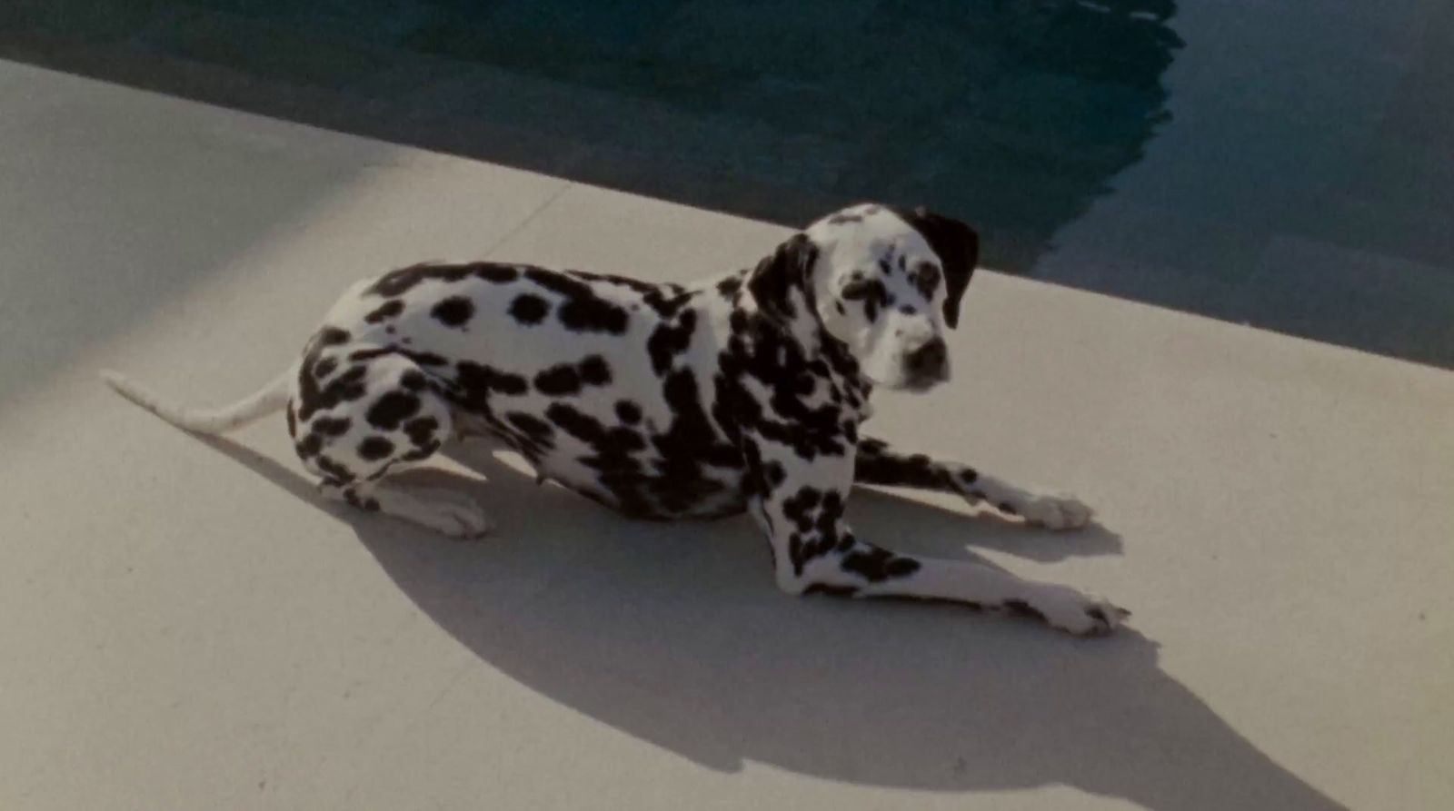 a dalmatian dog laying on the ground next to a pool