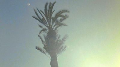 a palm tree blowing in the wind on a sunny day