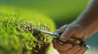 a person cutting grass with a pair of scissors