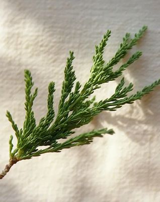 a close up of a green plant on a white surface