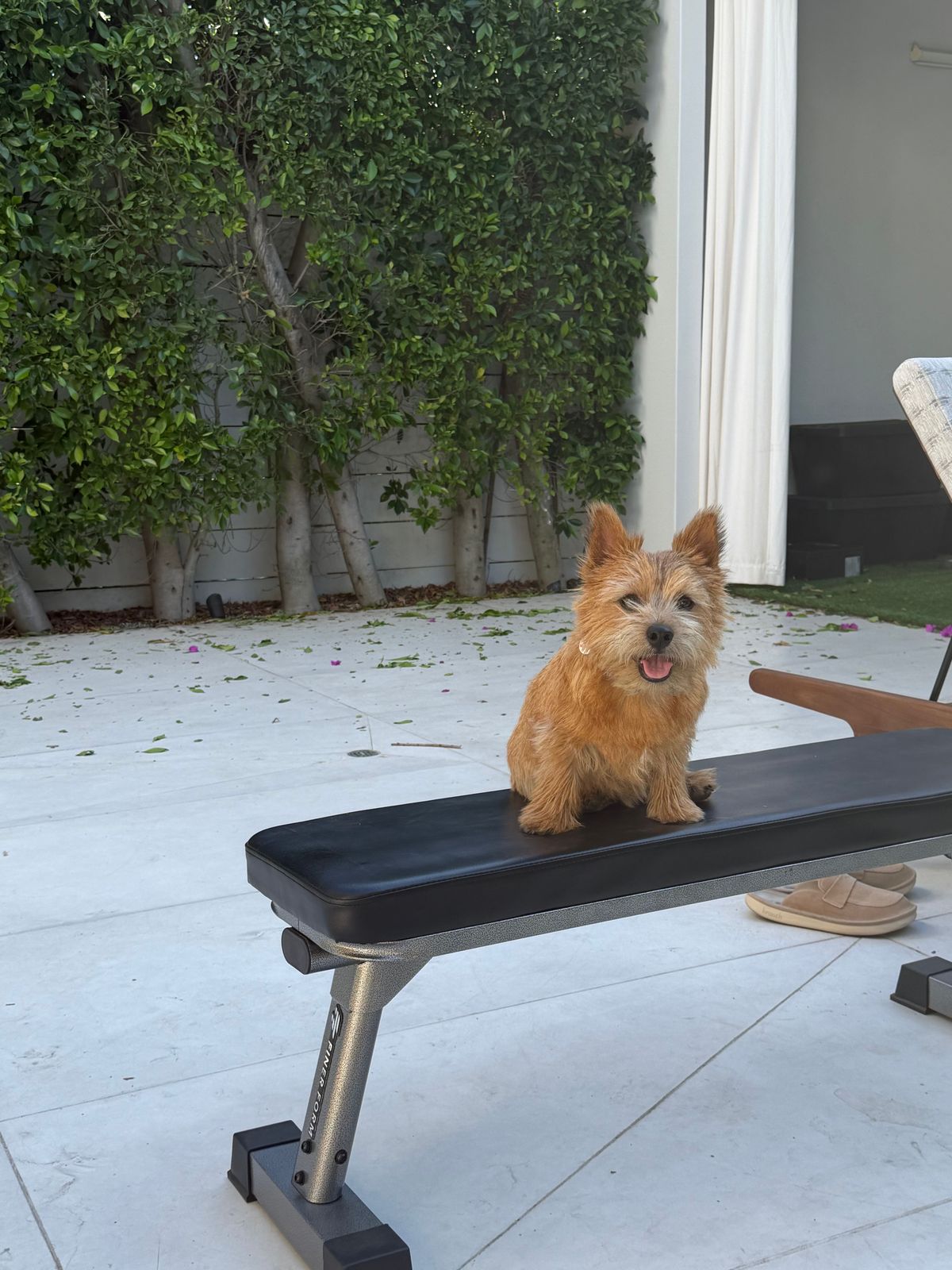 a small dog sitting on top of a bench