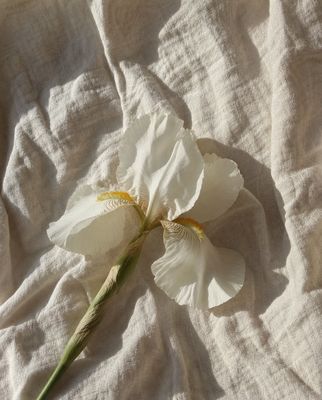 a white flower laying on top of a white sheet