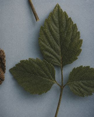 a green leaf and a brown stick on a blue surface