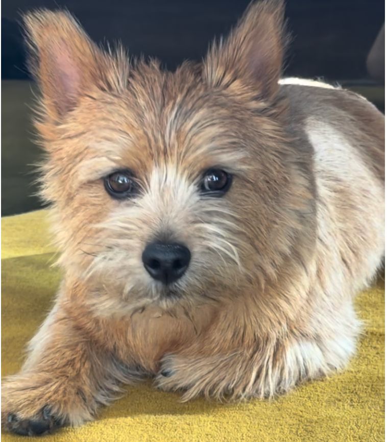 a small brown dog laying on top of a yellow blanket