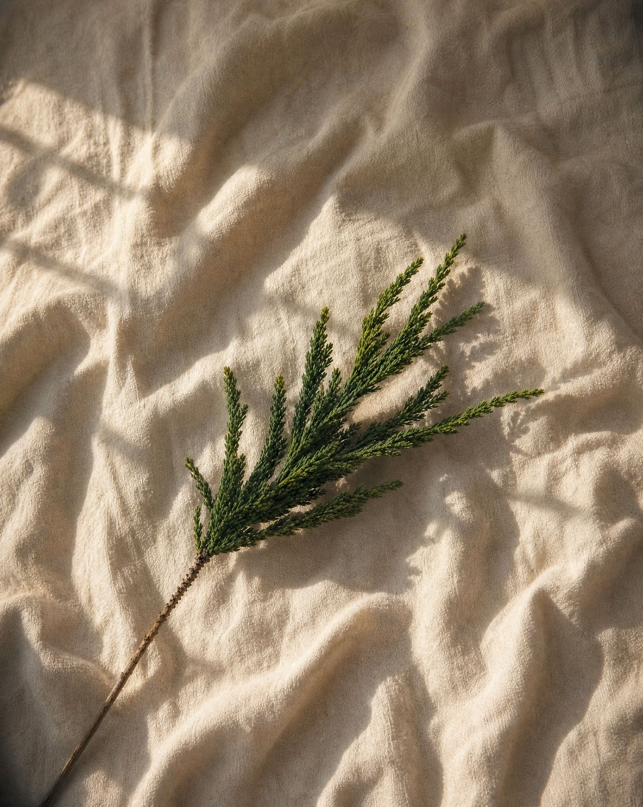 a plant is laying on a white sheet