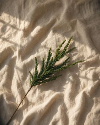 a plant is laying on a white sheet