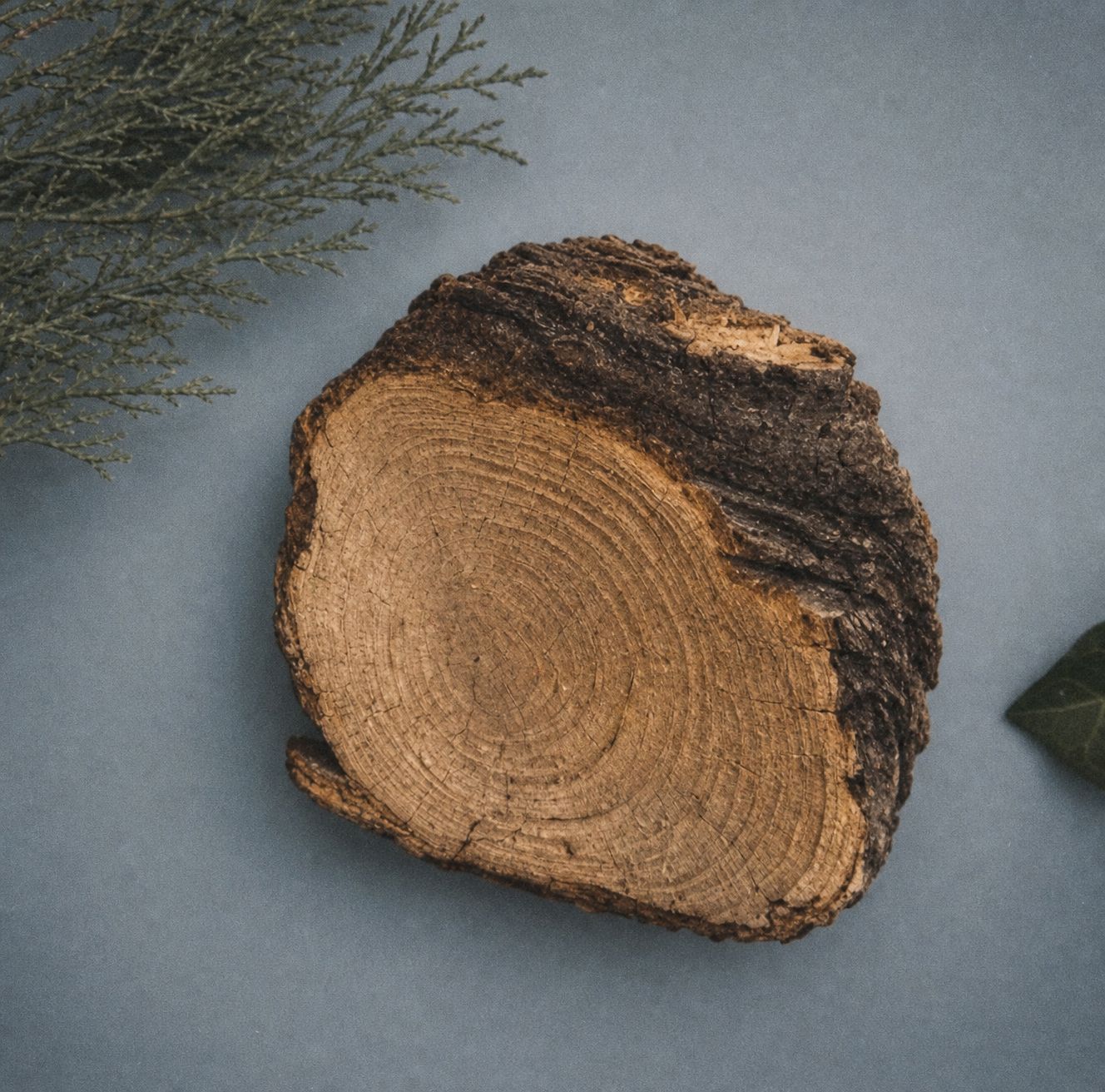 a piece of wood sitting next to a plant