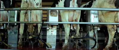 a bunch of cows that are standing in a room