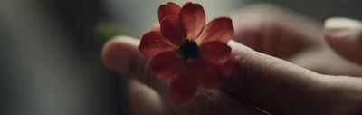 a person holding a red flower in their hands
