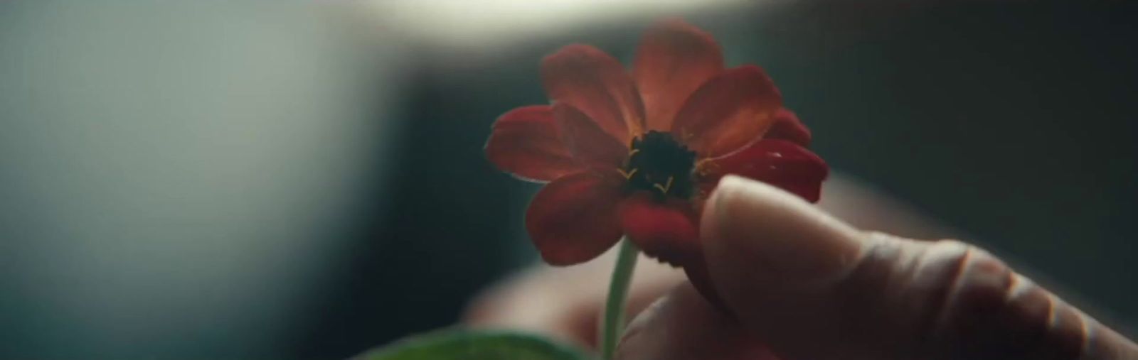 a person holding a red flower in their hand