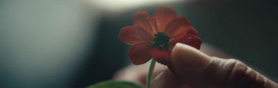a person holding a red flower in their hand