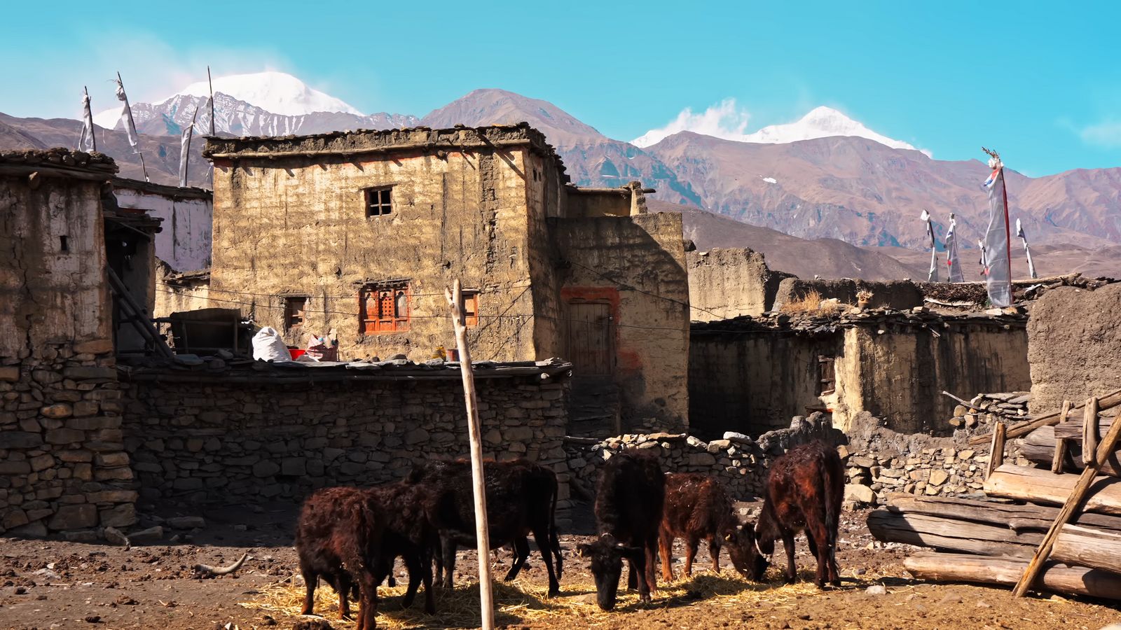 a group of cows standing in front of a building