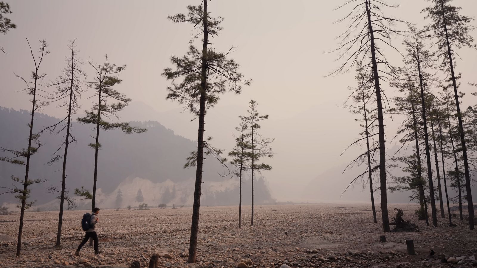 a man walking through a forest filled with lots of trees