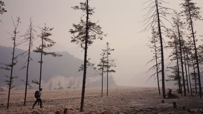 a man walking through a forest filled with lots of trees