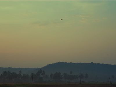 a plane flying in the sky over a forest