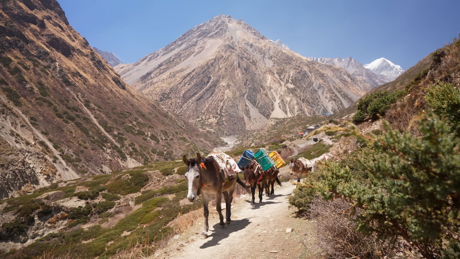 a group of horses walking down a dirt road