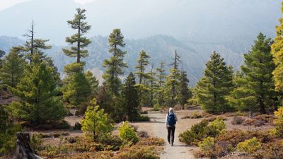 a person walking down a trail in the woods