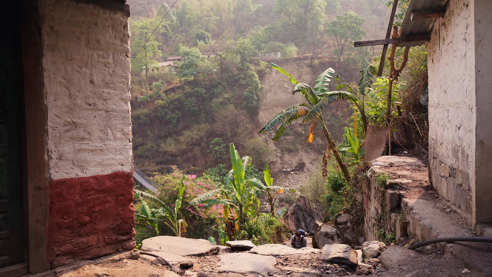 a view of a jungle from inside a building