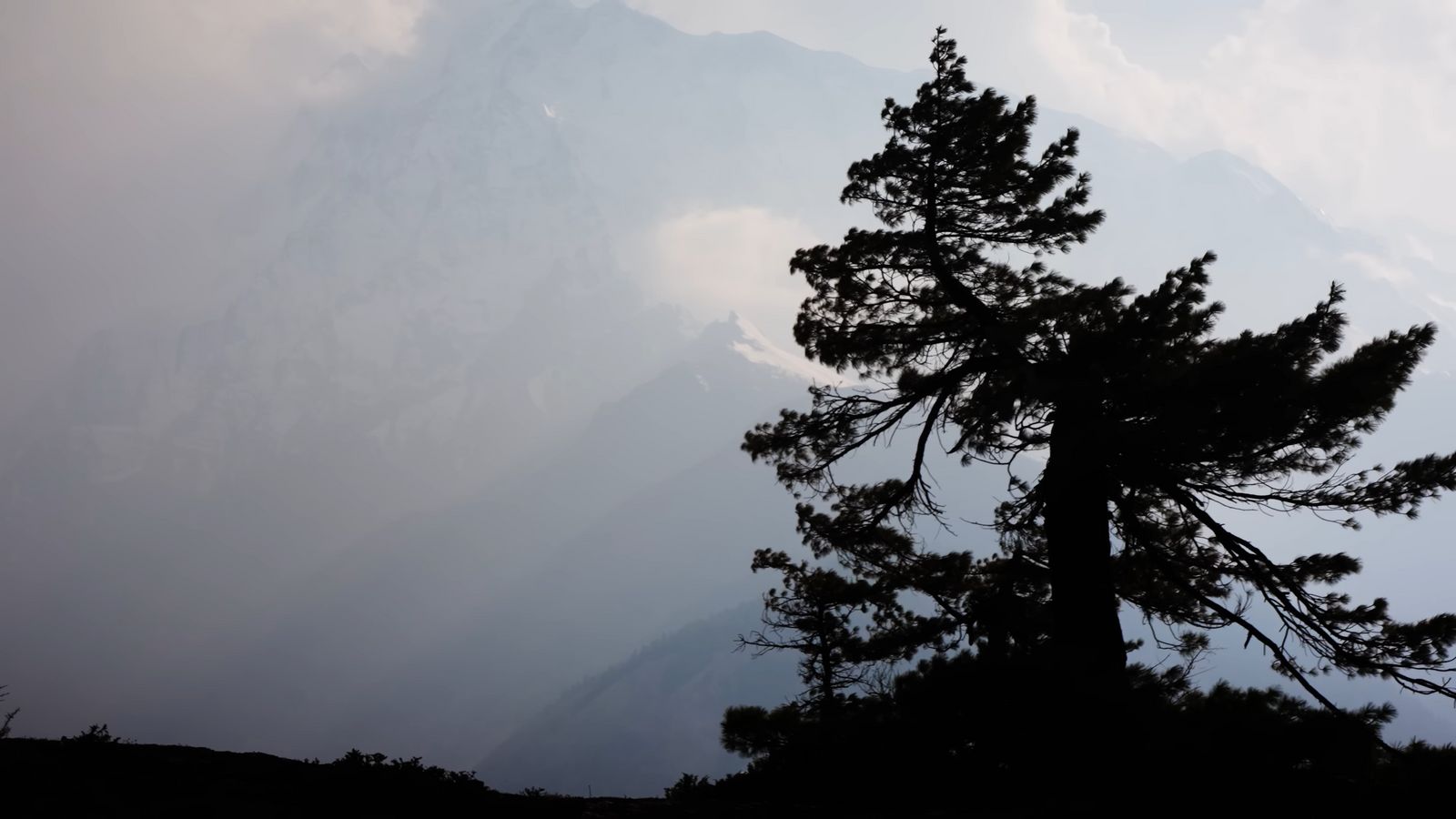 a lone pine tree in the foreground with a mountain in the background