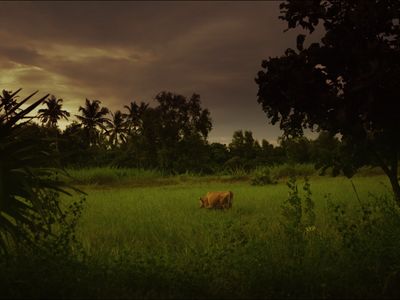 a cow is standing in a grassy field