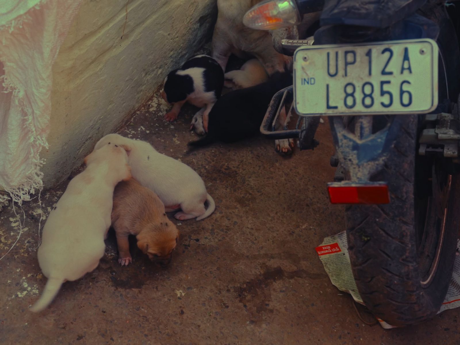 a group of puppies laying on the ground next to a motorcycle