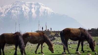 three horses grazing in a field with a mountain in the background