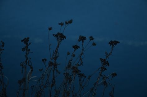 a full moon shines in the sky above a field of dead flowers