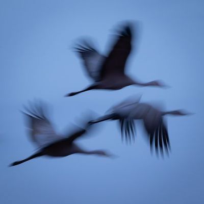 a group of birds flying through a blue sky