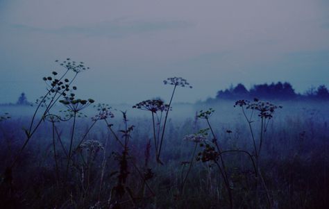 a foggy field with wildflowers in the foreground