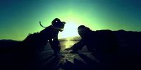 a couple of people with a dog on a beach