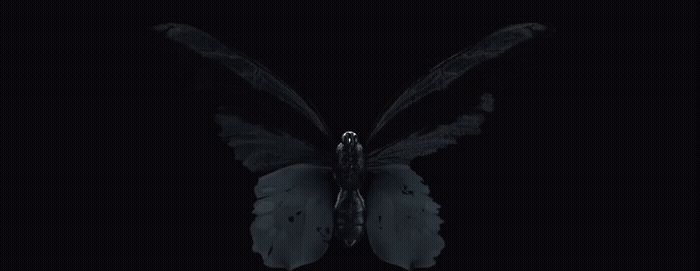 a black and white photo of a butterfly