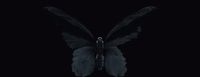 a black and white photo of a butterfly