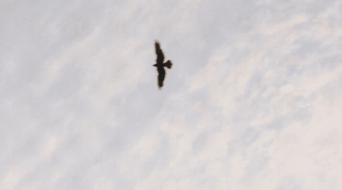 a bird flying high up in the sky