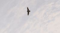 a bird flying high up in the sky