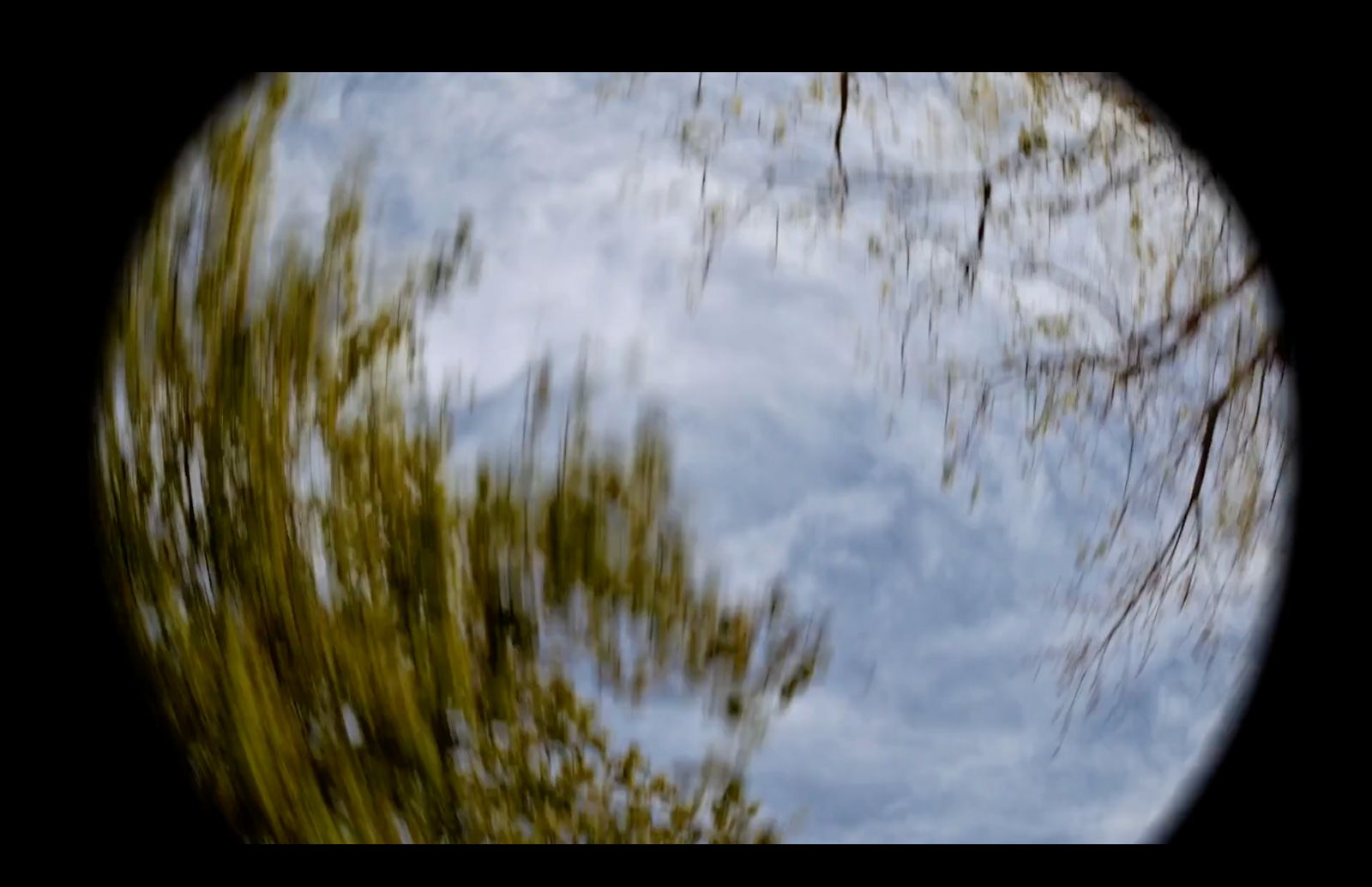 a view of a tree through a fish eye lens