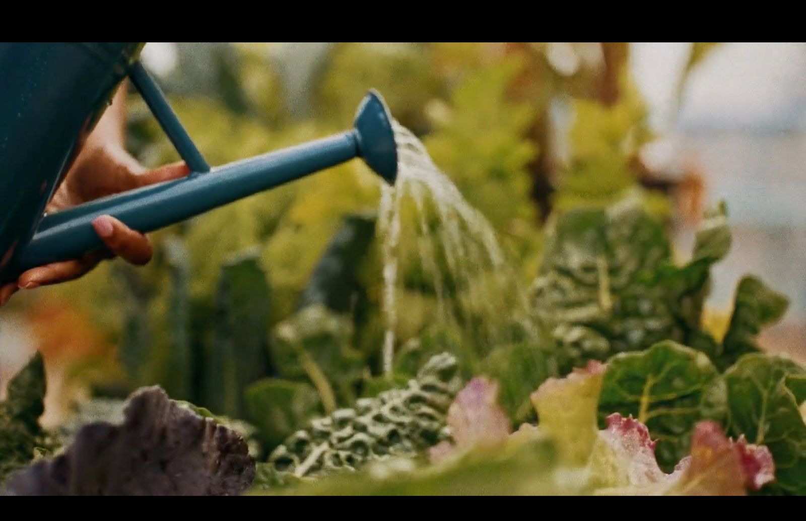 a person watering plants with a blue watering hose