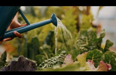 a person watering plants with a blue watering hose