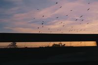 a flock of birds flying in the sky