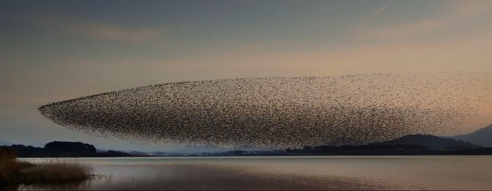 a large flock of birds flying over a lake