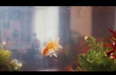 a goldfish in an aquarium looking out the window