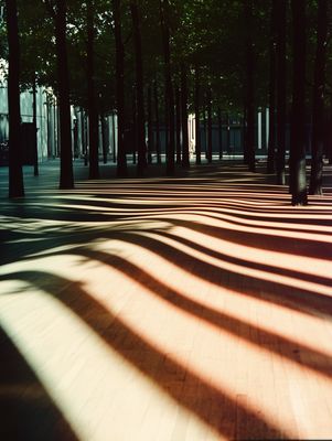 the shadows of trees cast on the ground