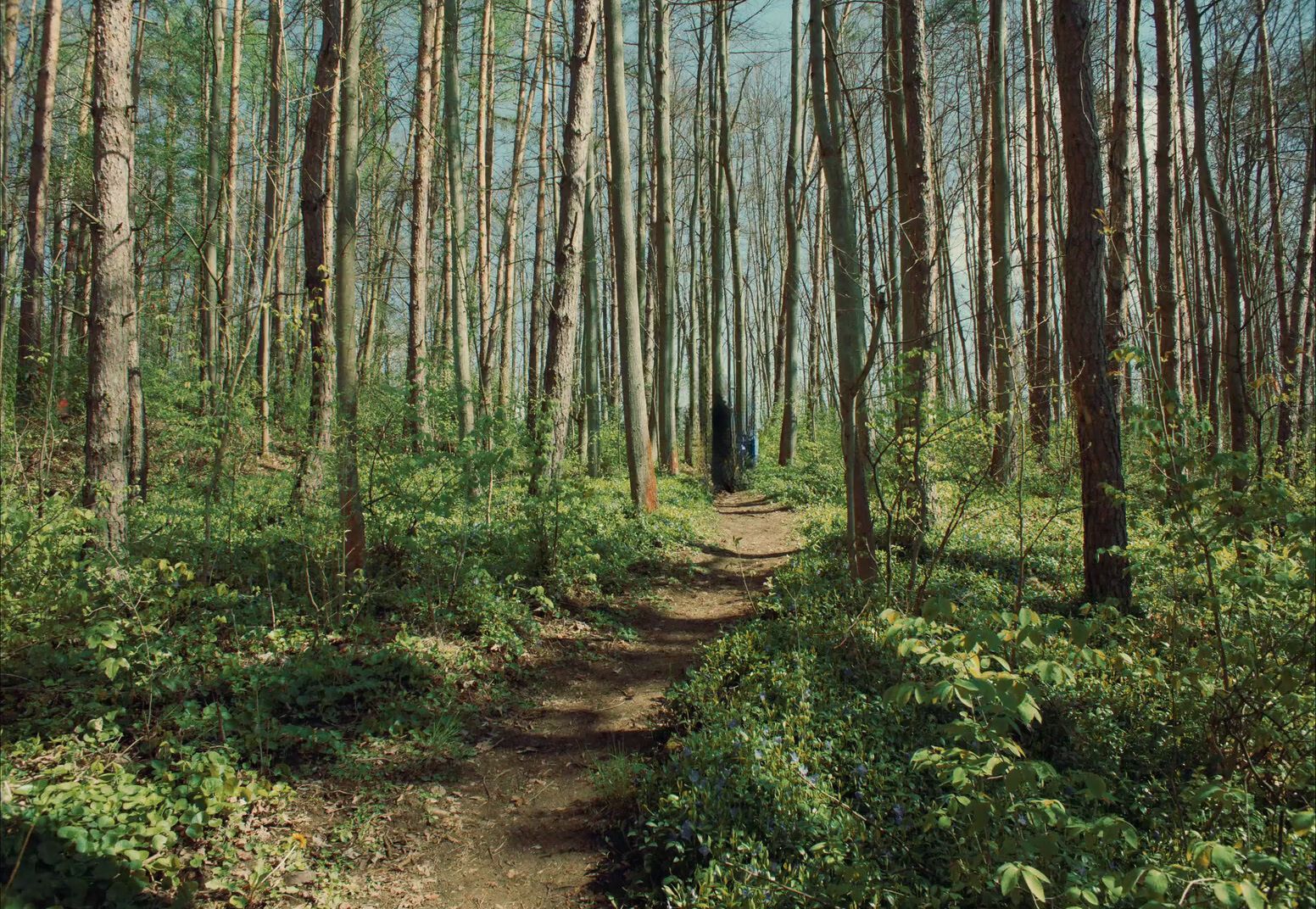 a path in the middle of a forest with lots of trees